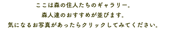 ここは森の住人たちのギャラリー。 森人達のおすすめが並びます。 気になるお写真があったらクリックしてみてください。