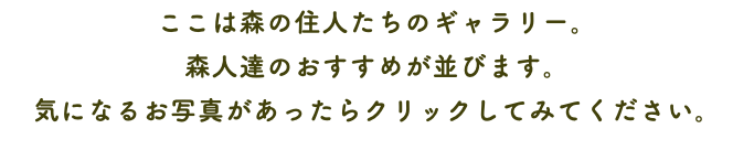ここは森の住人たちのギャラリー。 森人達のおすすめが並びます。 気になるお写真があったらクリックしてみてください。