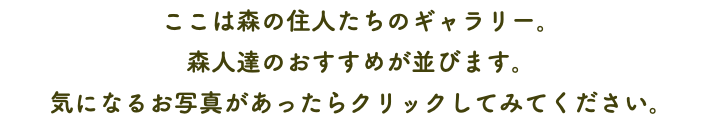 ここは森の住人たちのギャラリー。 森人達のおすすめが並びます。 気になるお写真があったらクリックしてみてください。