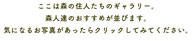 ここは森の住人たちのギャラリー。 森人達のおすすめが並びます。 気になるお写真があったらクリックしてみてください。
