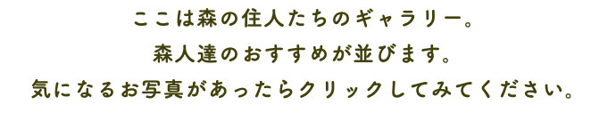ここは森の住人たちのギャラリー。 森人達のおすすめが並びます。 気になるお写真があったらクリックしてみてください。
