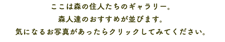 ここは森の住人たちのギャラリー。 森人達のおすすめが並びます。 気になるお写真があったらクリックしてみてください。